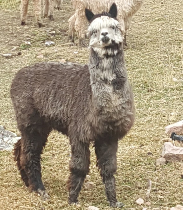 20171014-131452 Top Tips To Know Before Embarking on An Alpaca Tour