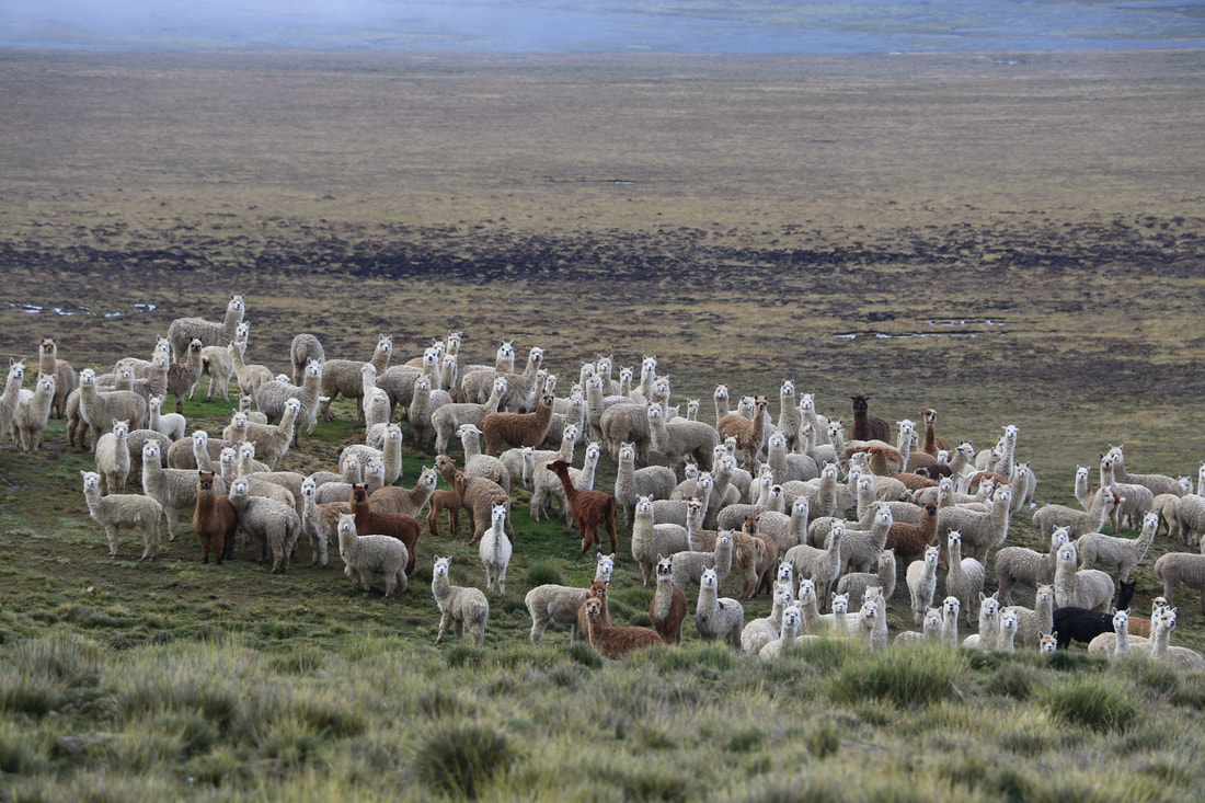 ANCASCOCHA TREK