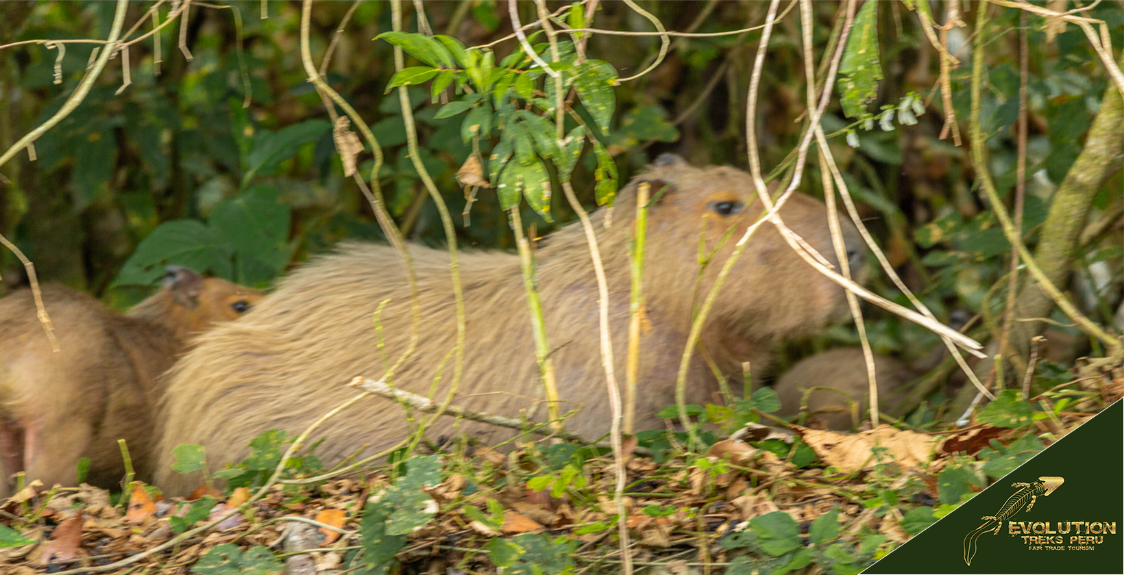 YARN, Clara the Capybara, Rio 2 (2014)