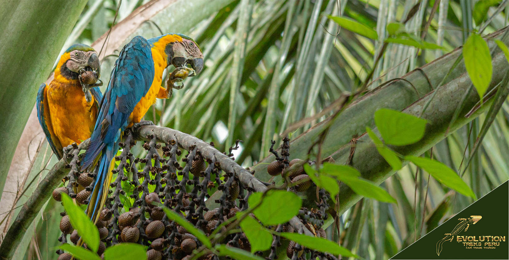 Tambopata Trip