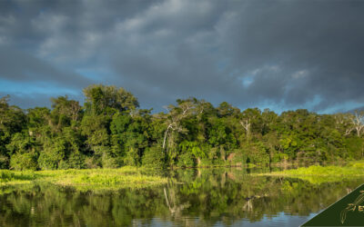 Tambopata National Reserve Guide: History, Tours, Maps, and Facts