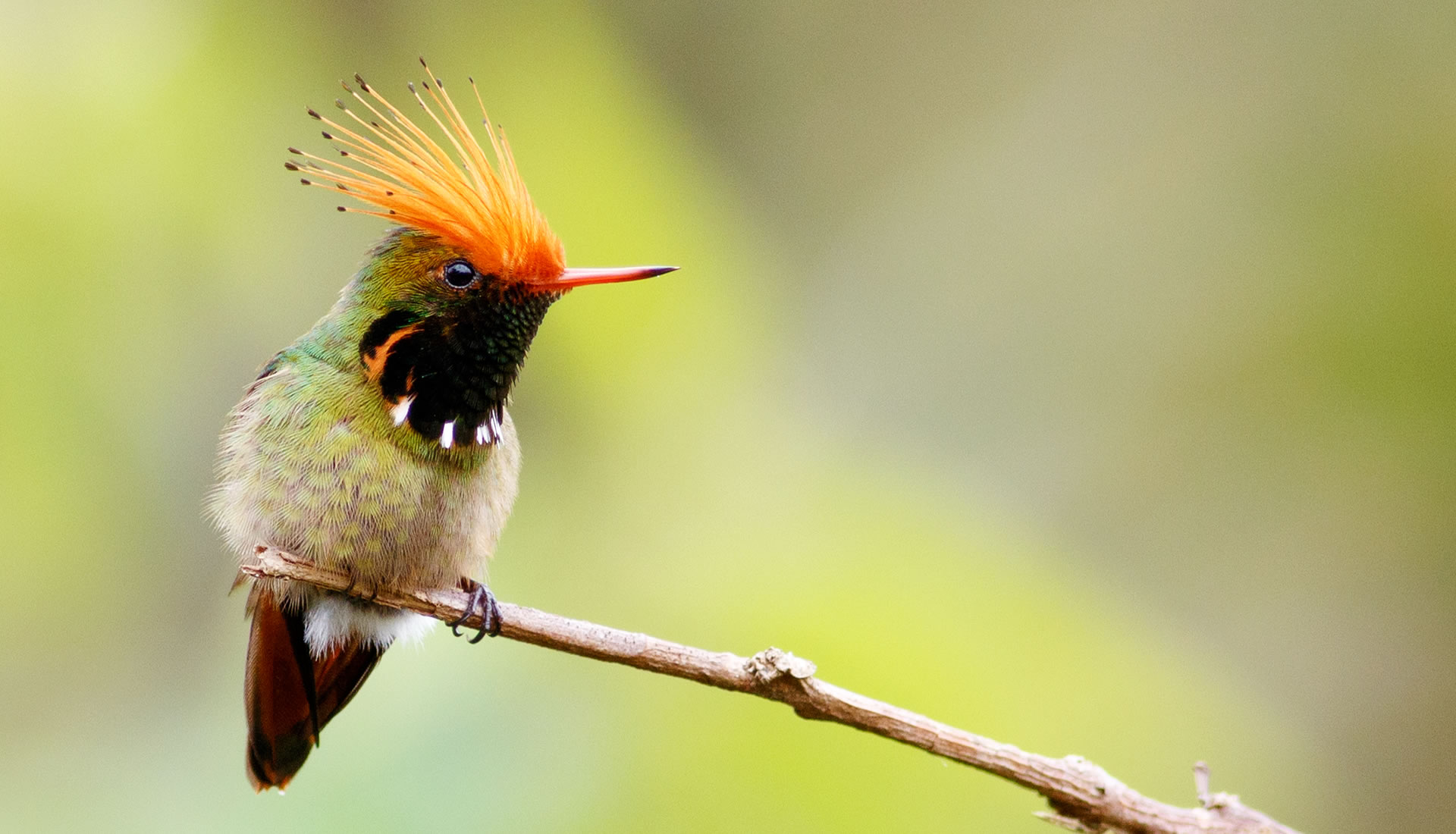 A Feathered Paradise: Discover the Marvels of Birdwatching in Peru
