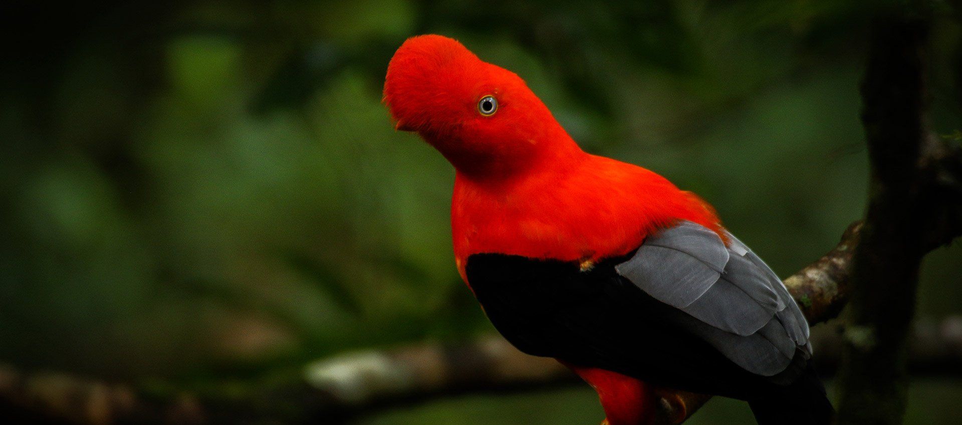 A Feathered Paradise: Discover the Marvels of Birdwatching in Peru